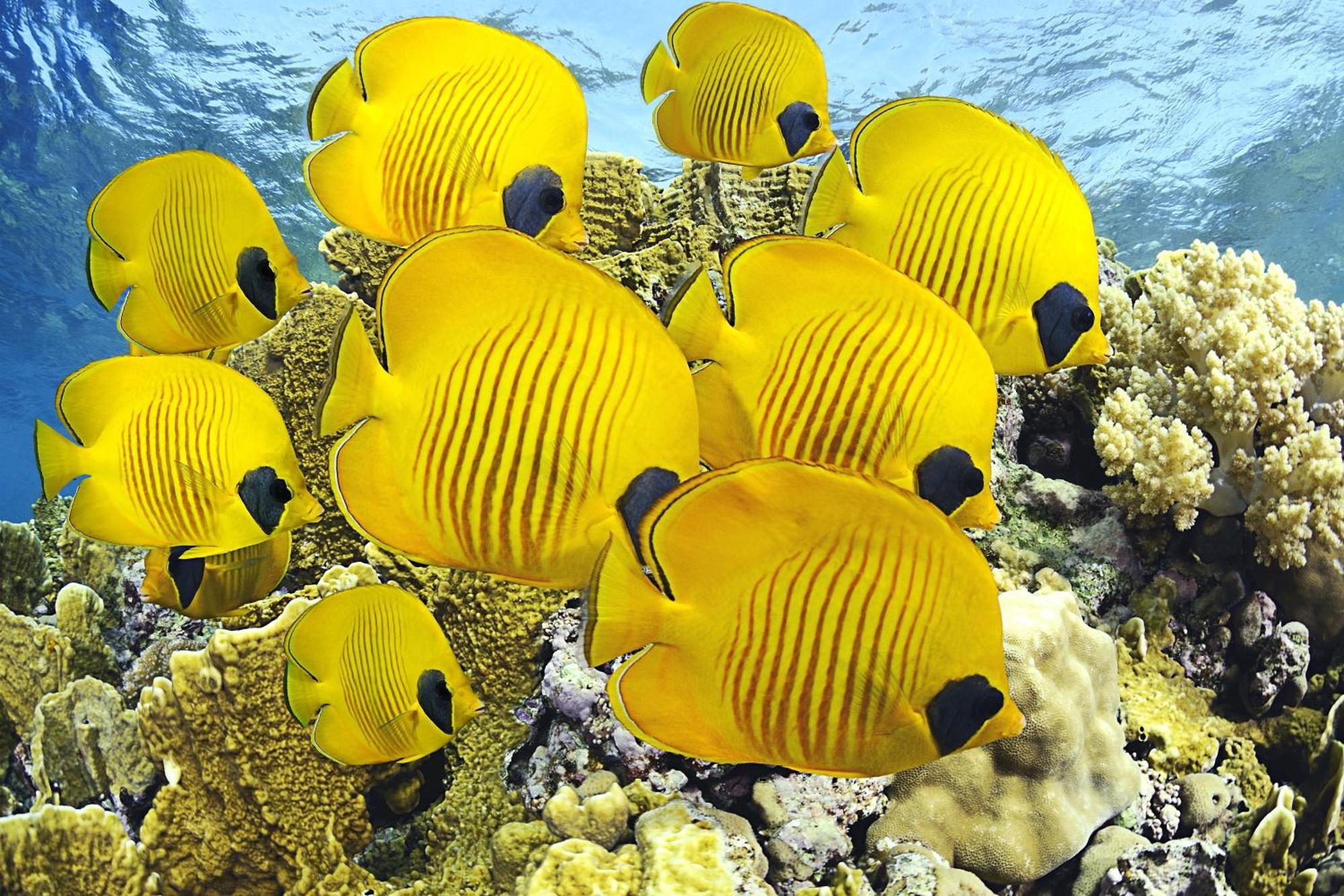Roxon Red Sea Eilat - Adults Only Hotel ภายนอก รูปภาพ